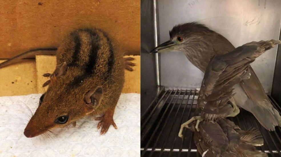 Foto: Mata Ciliar Foto: Mata Ciliar