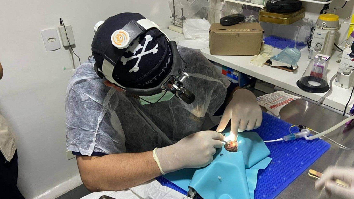 Mata Ciliar de Jundiaí recebe gavião-carijó com projétil alocado na asa