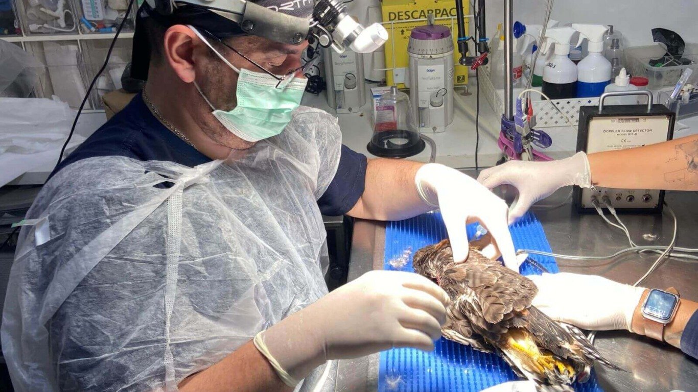 Mata Ciliar de Jundiaí recebe gavião-carijó com projétil alocado na asa