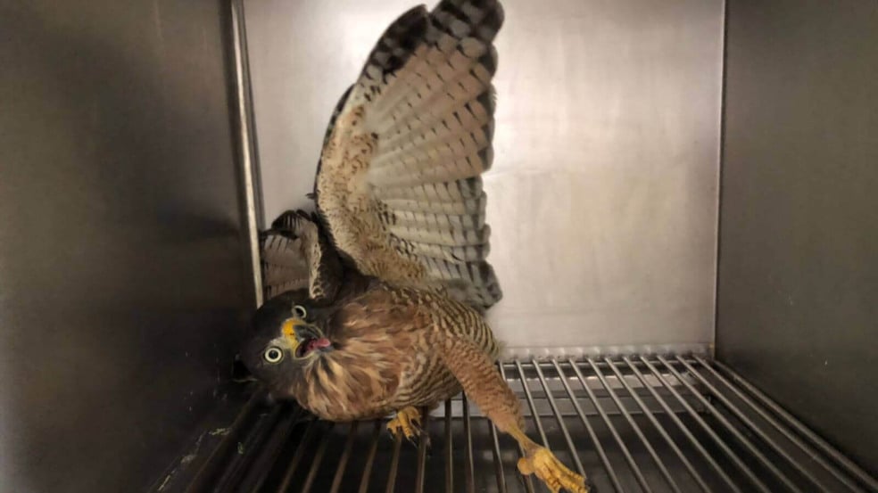 Mata Ciliar de Jundiaí recebe gavião-carijó com projétil alocado na asa