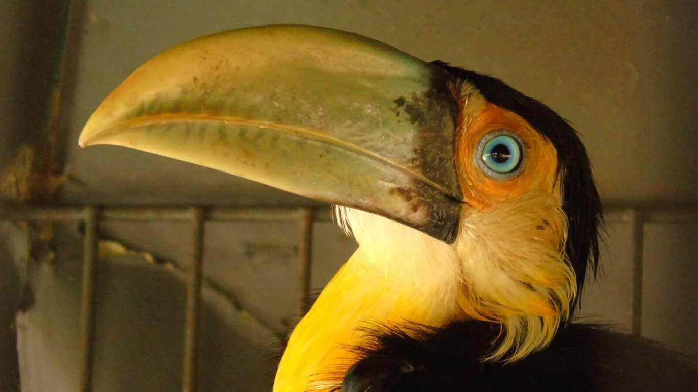 tucano-de-bico-verde