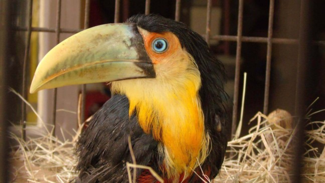 tucano-de-bico-verde