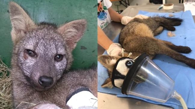 Foto: Mata Ciliar de Jundiaí