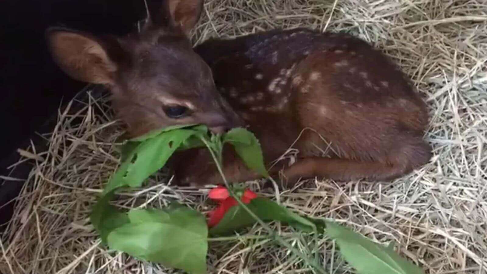 Filhote de veado-catingueiro resgatado em Jundiaí