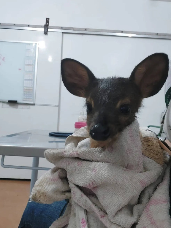 Filhote de veado-catingueiro resgatado em Jundiaí