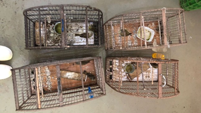 Foto: Mata Ciliar de Jundiaí