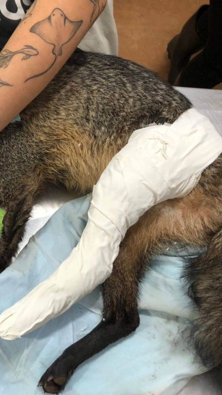 Mata Ciliar recebe cachorro-do-mato atropelado em Bragança Paulista