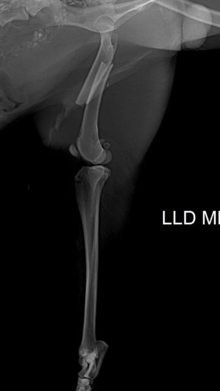 Mata Ciliar recebe cachorro-do-mato atropelado em Bragança Paulista