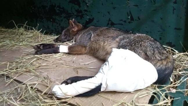 Mata Ciliar recebe cachorro-do-mato atropelado em Bragança Paulista