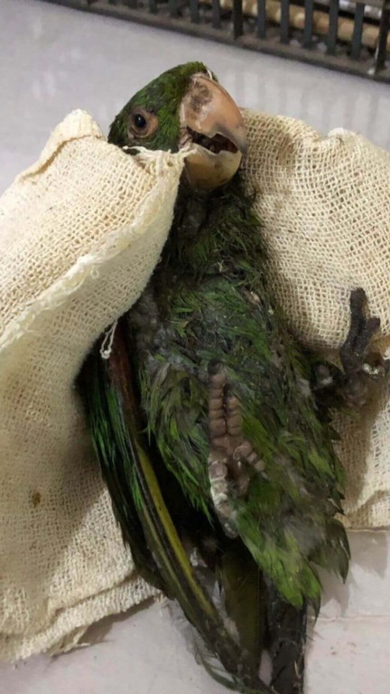 Mata Ciliar recebe dois animais que ficaram presos em armadilhas para ratos