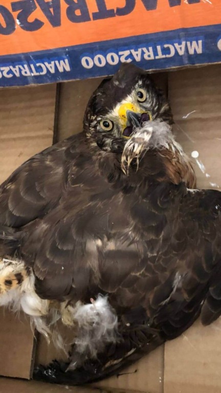 Mata Ciliar recebe dois animais que ficaram presos em armadilhas para ratos