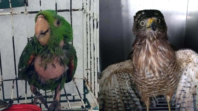 Mata Ciliar recebe dois animais que ficaram presos em armadilhas para ratos