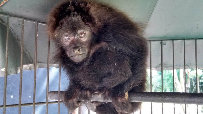 Mata Ciliar recebe filhote de bugio atacado por cães