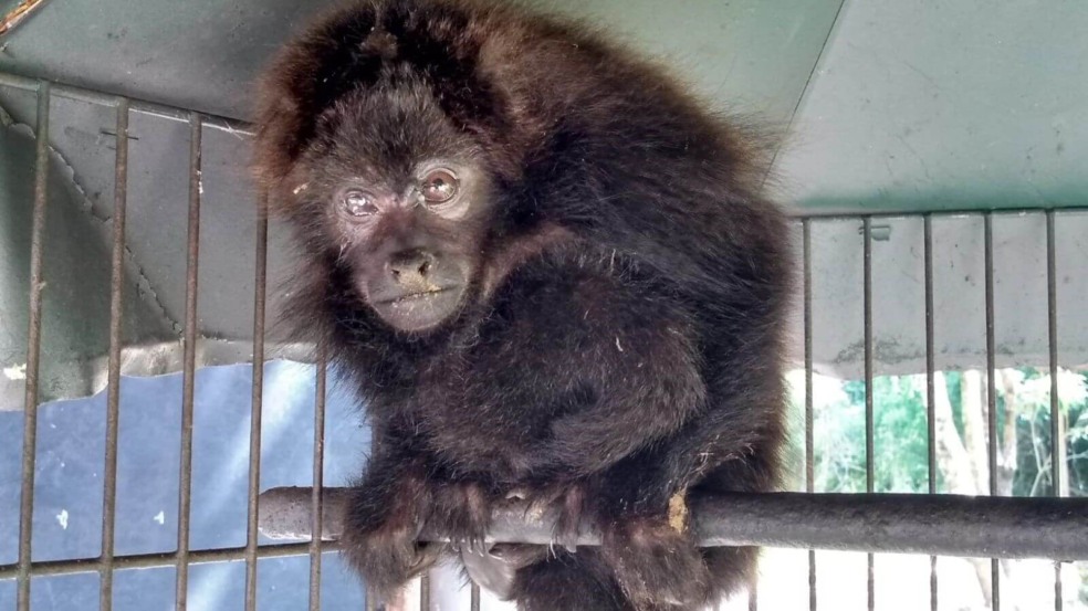 Mata Ciliar recebe filhote de bugio atacado por cães