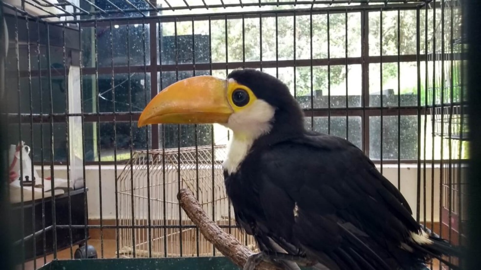Mata Ciliar recebe filhote de tucano-toco enroscado em arame farpado em Várzea Paulista