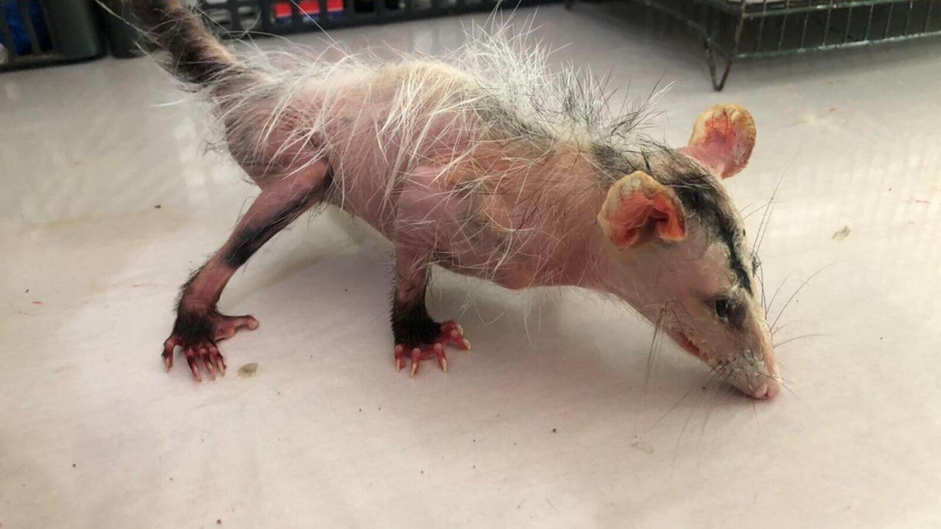 Mata Ciliar recebe gambá que caiu em cloro em Itupeva