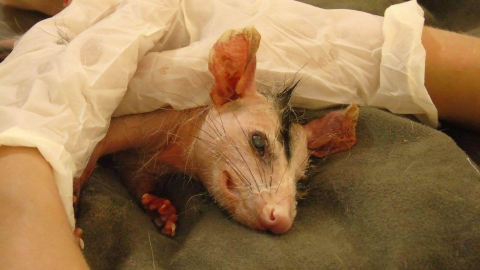 Mata Ciliar recebe gambá que caiu em cloro em Itupeva