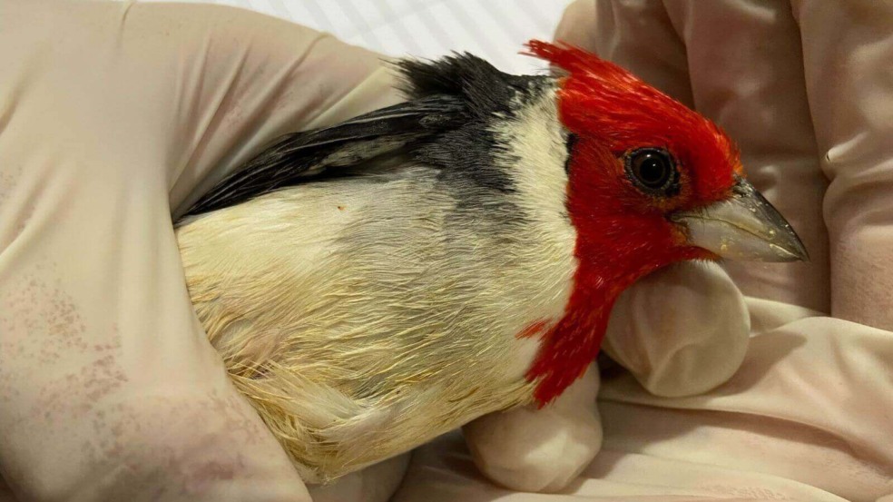 Foto: Divulgação/Mata Ciliar