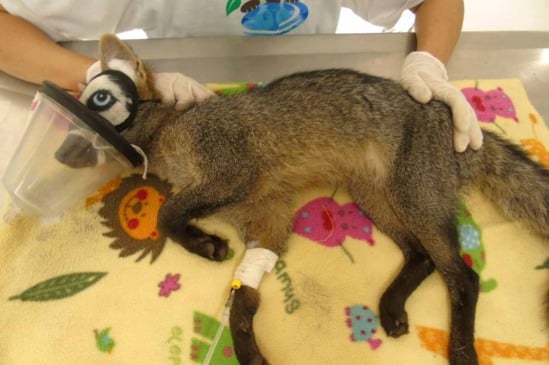 Mata Ciliar recebe oitavo cachorro-do-mato em 2024