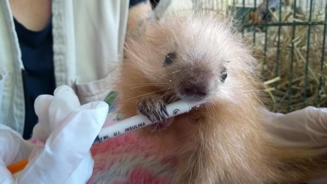 Mata Ciliar recebe três filhotes de ouriço-cacheiro em seis dias