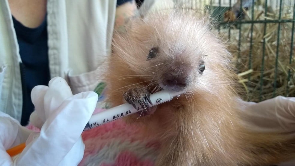 Mata Ciliar recebe três filhotes de ouriço-cacheiro em seis dias