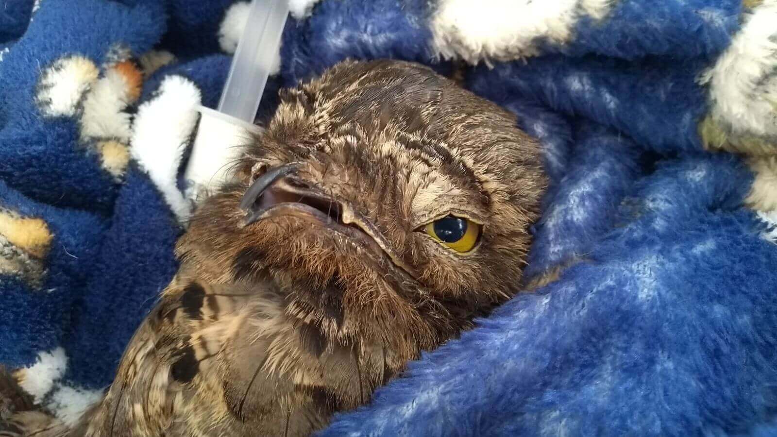 Mata Ciliar recebe urutau encontrado caído em Jundiaí