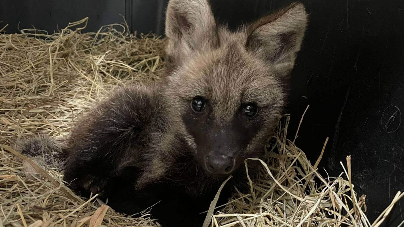 Mata Ciliar resgata filhote de lobo-guará