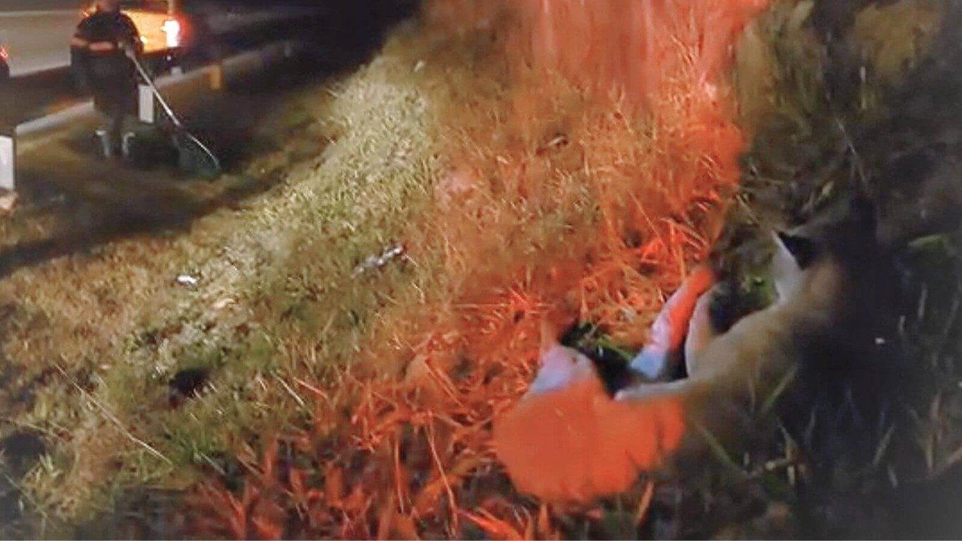 Mata Ciliar resgata onça-parda vítima de atropelamento em Cabreúva