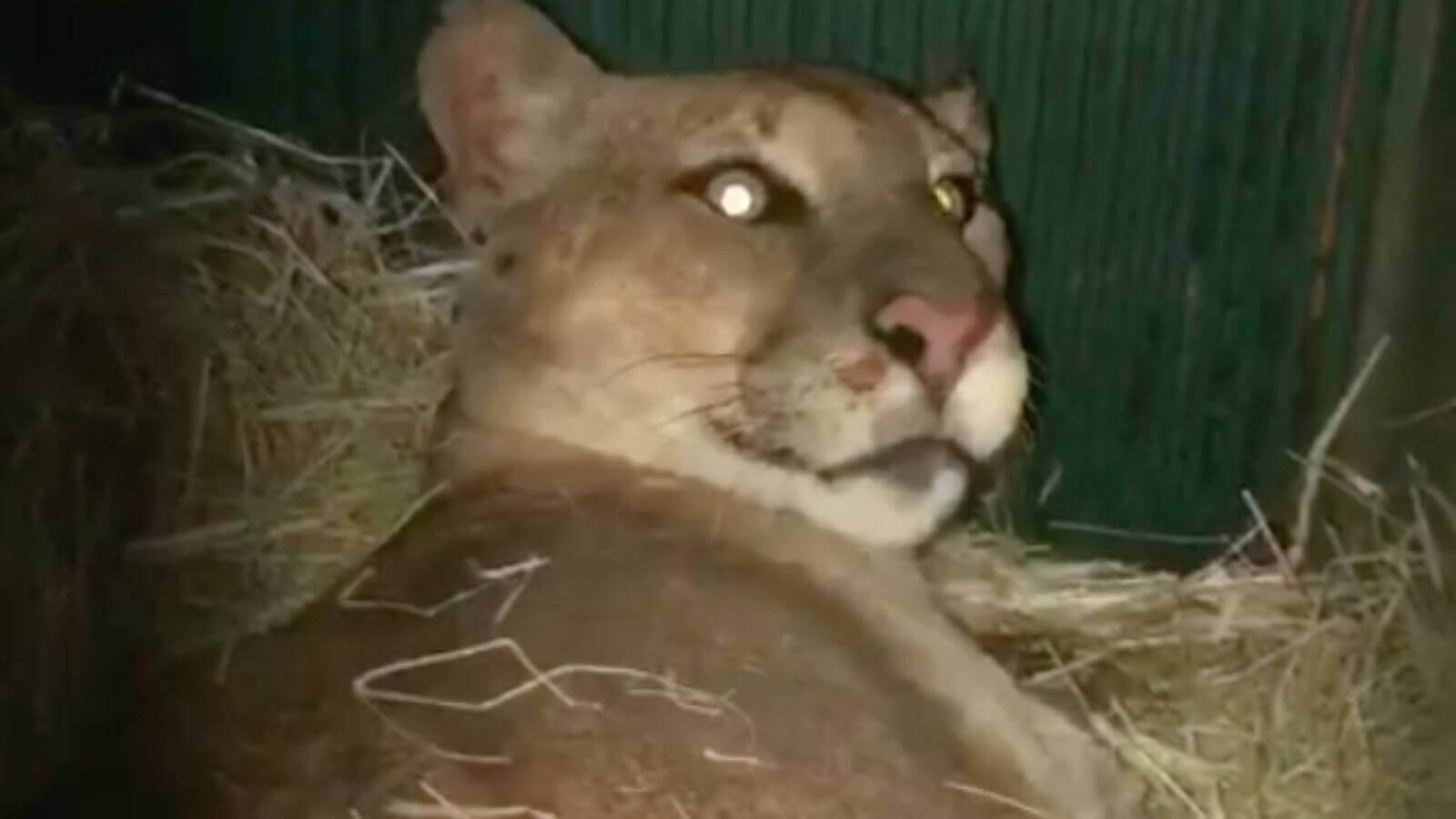 Mata Ciliar resgata onça-parda vítima de atropelamento em Cabreúva