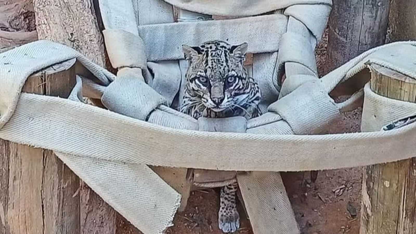 Uma das espécies de felinos atendido pela Mata Ciliar