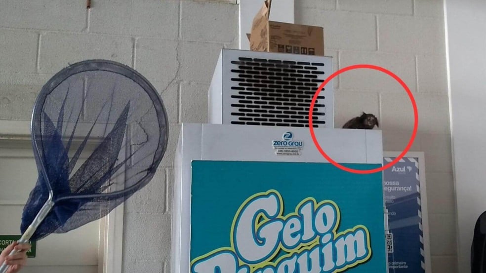 Mata Ciliar resgata sagui encurralado em hangar do aeroporto de Jundiaí