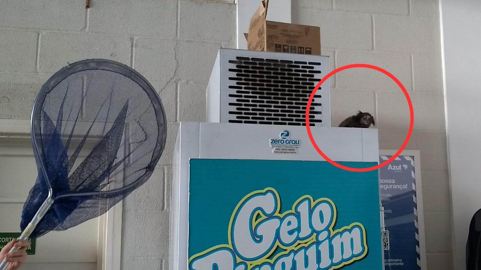 Mata Ciliar resgata sagui encurralado em hangar do aeroporto de Jundiaí