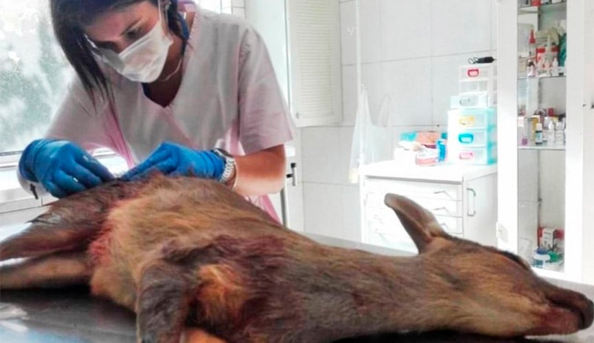 veado resgatado por caça ilegal