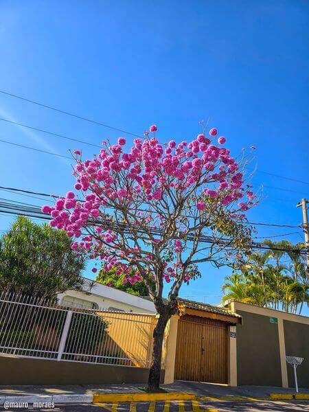 Árvore durante Florada dos Ipês
