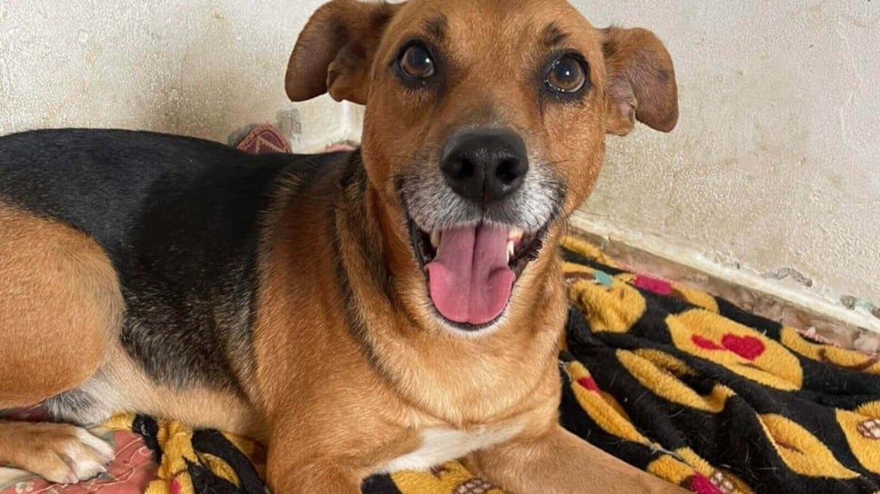 Foto: Divulgação/ONG Focinho Feliz