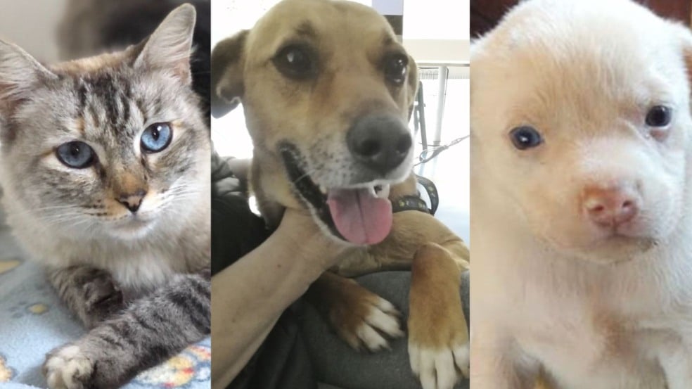 Maxi Shopping Jundiaí recebe 13ª Feira de Adoção de Animais neste sábado (26)