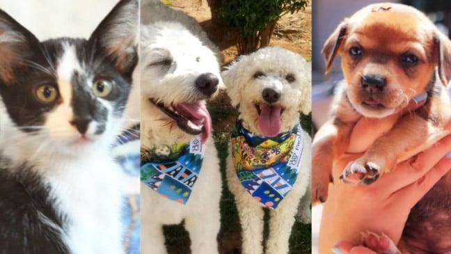 Foto: Divulgação/Focinho Feliz