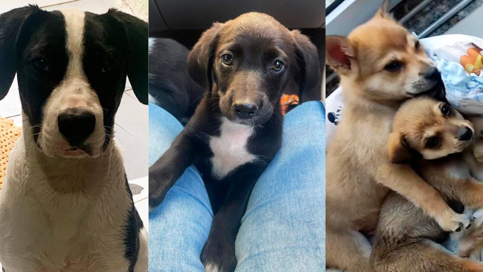 Cachorro estará em Feira de Adoção do Maxi Shopping Jundiaí