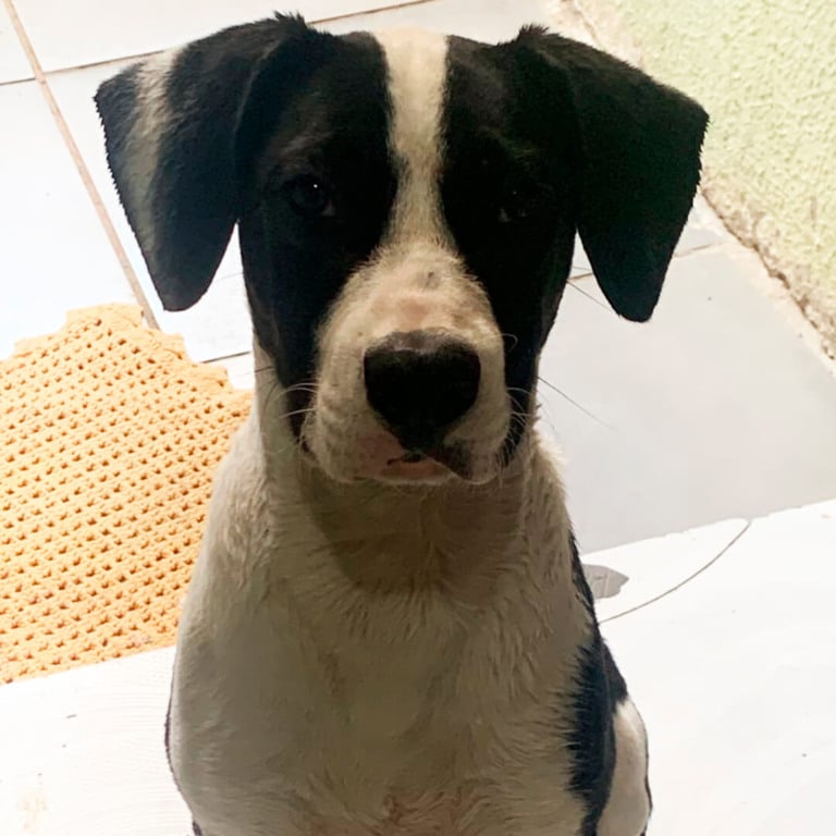 Cachorro estará em Feira de Adoção do Maxi Shopping Jundiaí