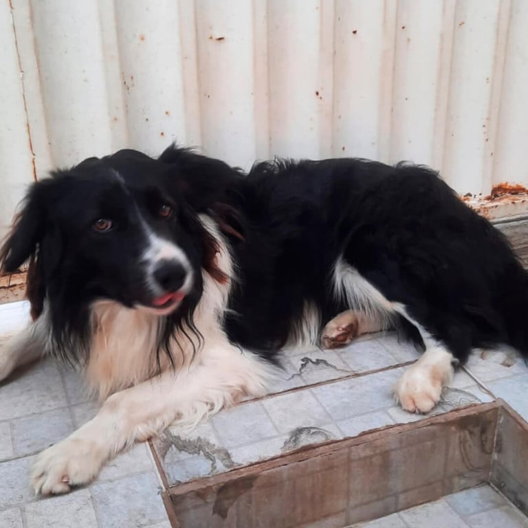 Cachorro estará em Feira de Adoção do Maxi Shopping Jundiaí