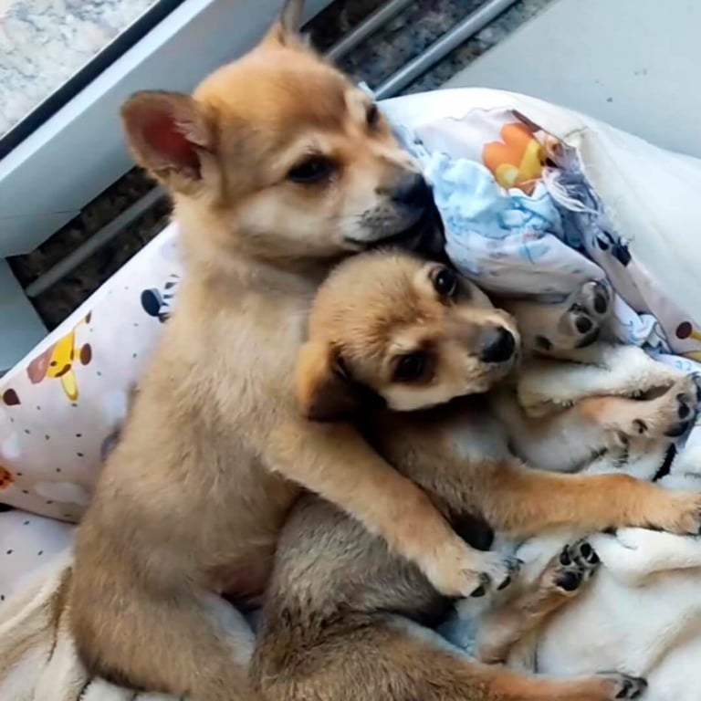Cachorro estará em Feira de Adoção do Maxi Shopping Jundiaí