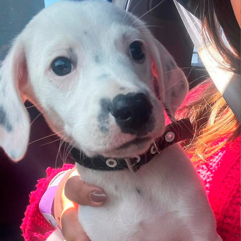 Cachorro estará em Feira de Adoção do Maxi Shopping Jundiaí