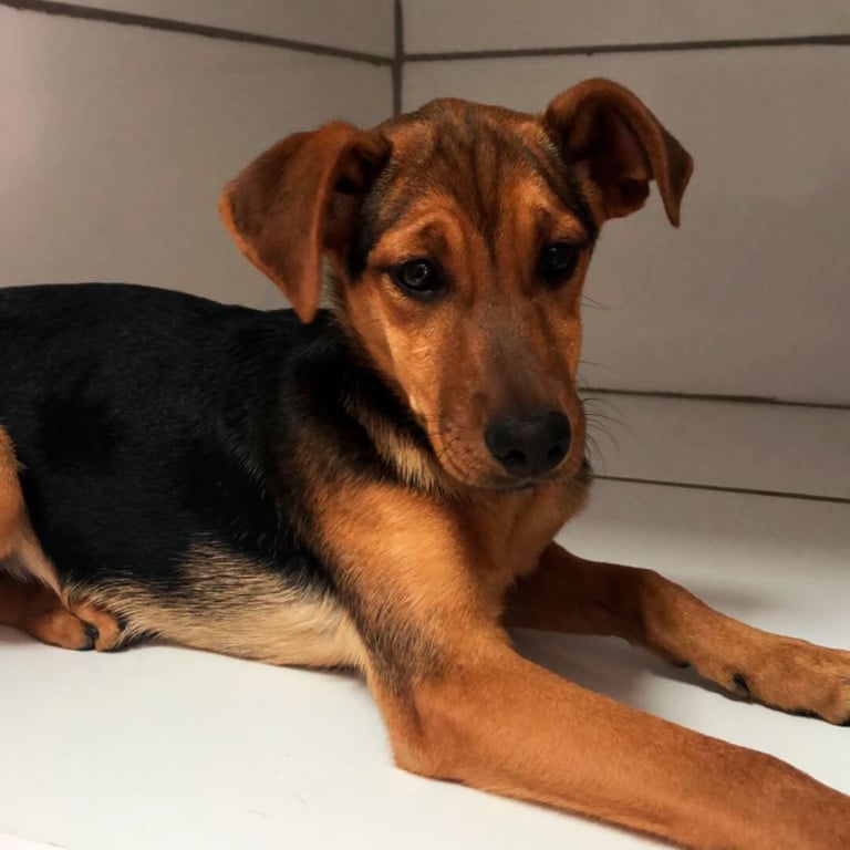 Cachorro estará em Feira de Adoção do Maxi Shopping Jundiaí