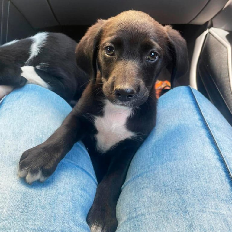 Cachorro estará em Feira de Adoção do Maxi Shopping Jundiaí