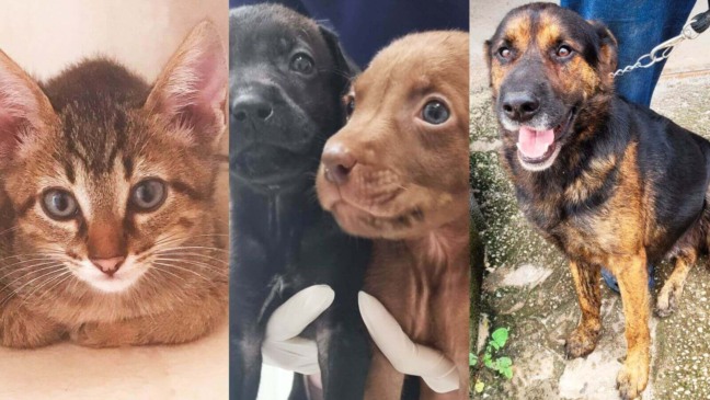 Foto: Maxi Shopping Jundiaí