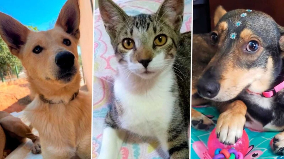 Montagem com fotos de cachorros e gato Montagem com fotos de cachorros e gato