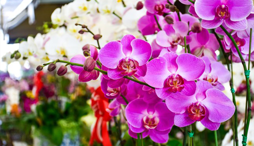 Maxi Shopping recebe Feira de Flores