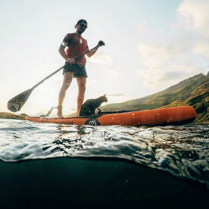 Homem e gato em prancha