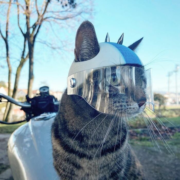 Gata usando capacete