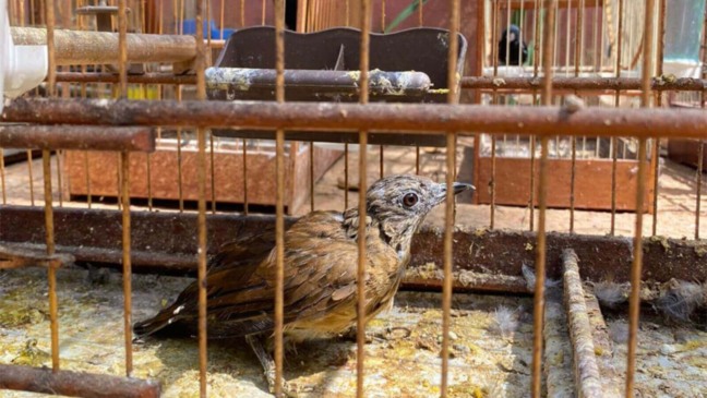 Pássaros presos em gaiolas